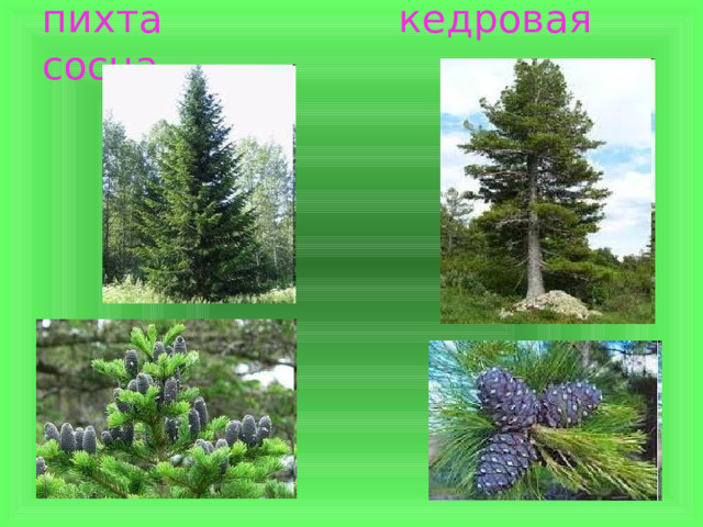 пихта  кедровая сосна 