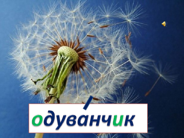 Отгадайте загадку. То он солнышко лучистое,  То он облачко пушистое.  Лета ждать не захотел.  Ветер дунул – облетел. 