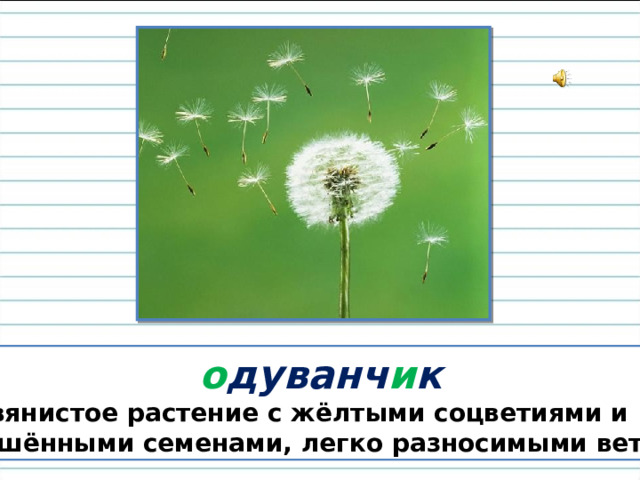  о дуванч и к Травянистое растение с жёлтыми соцветиями и  опушёнными семенами, легко разносимыми ветром. 