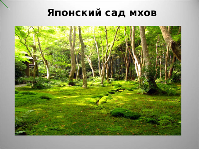 Японский сад мхов 