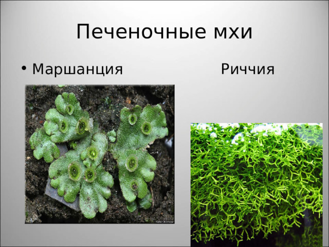 Печеночные мхи Маршанция Риччия 