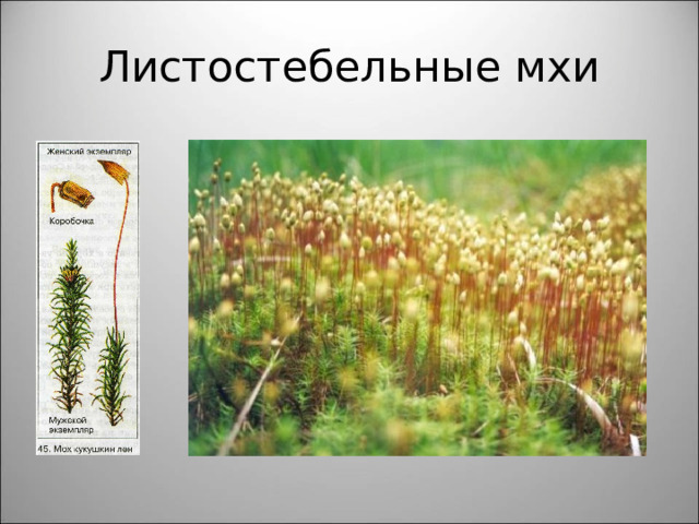 Листостебельные мхи 