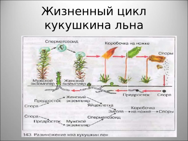 Жизненный цикл кукушкина льна 