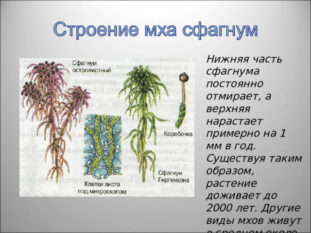 Нижняя часть сфагнума постоянно отмирает, а верхняя нарастает примерно на 1 мм в год. Существуя таким образом, растение доживает до 2000 лет. Другие виды мхов живут в среднем около 10 лет 