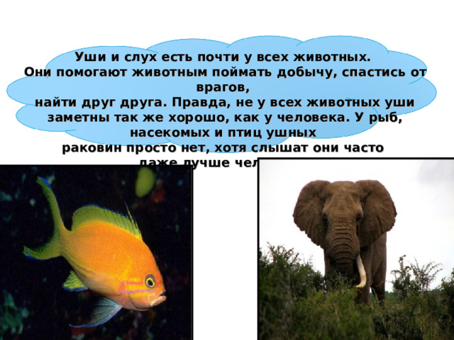 Уши и слух есть почти у всех животных. Они помогают животным поймать добычу, спастись от врагов, найти друг друга. Правда, не у всех животных уши заметны так же хорошо, как у человека. У рыб, насекомых и птиц ушных раковин просто нет, хотя слышат они часто даже лучше человека.  