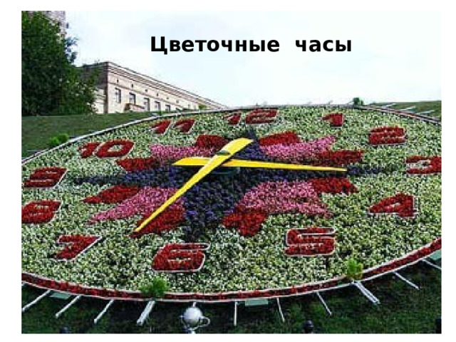 Цветочные часы 