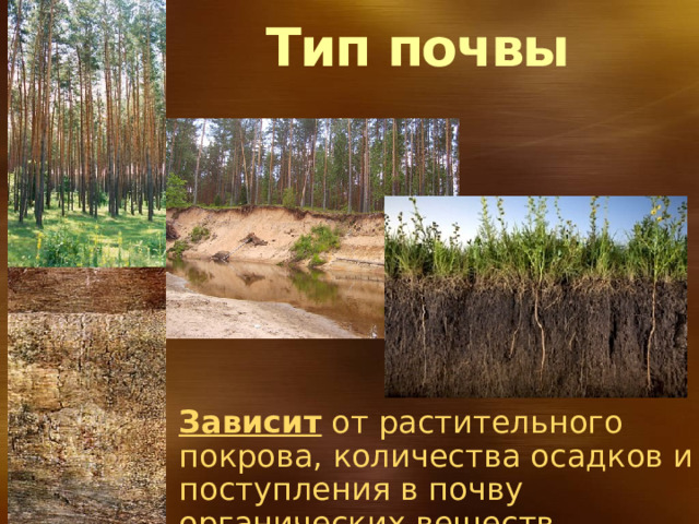 Тип почвы Зависит от растительного покрова, количества осадков и поступления в почву органических веществ. 