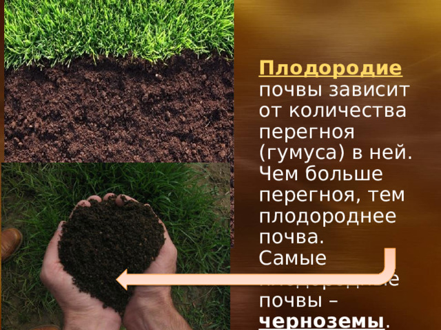 Плодородие почвы зависит от количества перегноя (гумуса) в ней. Чем больше перегноя, тем плодороднее почва. Самые плодородные почвы – черноземы . 