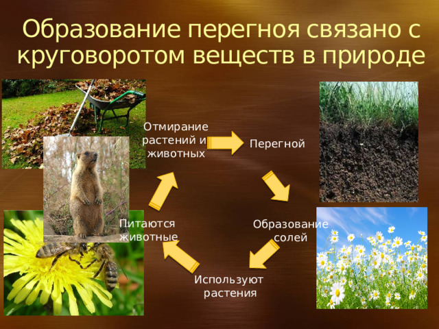 Образование перегноя связано с круговоротом веществ в природе Отмирание растений и животных Перегной Питаются животные Образование солей Используют растения 