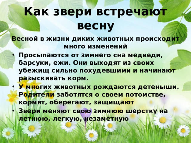 Как звери встречают весну Весной в жизни диких животных происходит много изменений Просыпаются от зимнего сна медведи, барсуки, ежи. Они выходят из своих убежищ сильно похудевшими и начинают разыскивать корм. У многих животных рождаются детеныши. Родители заботятся о своем потомстве, кормят, оберегают, защищают Звери меняют свою зимнюю шерстку на летнюю, легкую, незаметную 