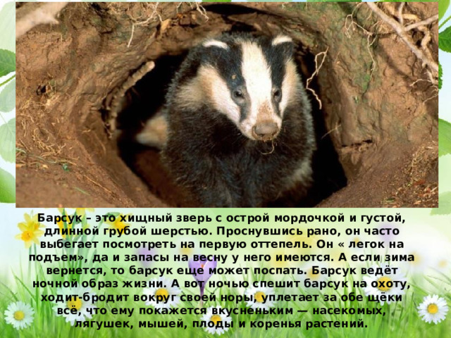 Барсук – это хищный зверь с острой мордочкой и густой, длинной грубой шерстью. Проснувшись рано, он часто выбегает посмотреть на первую оттепель. Он « легок на подъем», да и запасы на весну у него имеются. А если зима вернется, то барсук еще может поспать. Барсук ведёт ночной образ жизни. А вот ночью спешит барсук на охоту, ходит-бродит вокруг своей норы, уплетает за обе щёки всё, что ему покажется вкусненьким — насекомых, лягушек, мышей, плоды и коренья растений.   