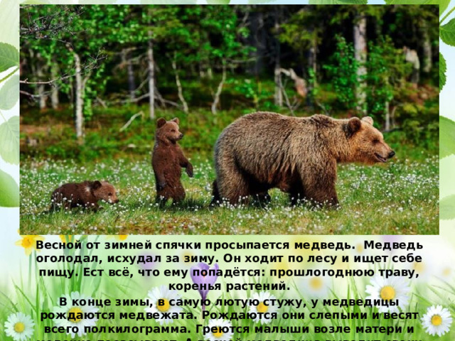 Весной от зимней спячки просыпается медведь. Медведь оголодал, исхудал за зиму. Он ходит по лесу и ищет себе пищу. Ест всё, что ему попадётся: прошлогоднюю траву, коренья растений. В конце зимы, в самую лютую стужу, у медведицы рождаются медвежата. Рождаются они слепыми и весят всего полкилограмма. Греются малыши возле матери и молочко посасывают. А весной медведица выводит своих медвежат из берлоги. Она учит их находить себе корм. 