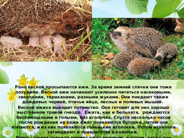 Рано весной просыпаются ежи. За время зимней спячки они тоже похудели. Весной ежи начинают усиленно питаться насекомыми, сверчками, тараканами, разными жуками. Они поедают также дождевых червей, птичьи яйца, лесных и полевых мышей. Весной ежиха выводит потомство. Она готовит для них хорошо выстланное травой гнездо. Ежата, как и бельчата, рождаются беспомощными и голыми, без иголочек. Спустя несколько часов после рождения на коже ежат появляются бугорки, затем они лопаются, и из них появляются тоненькие иголочки. Потом иголочки затвердеют и превратятся в колючки. Мама – ежиха сначала кормит ежат молоком, а потом, когда они подрастут, приносит им в гнездо дождевых червей, слизней.  
