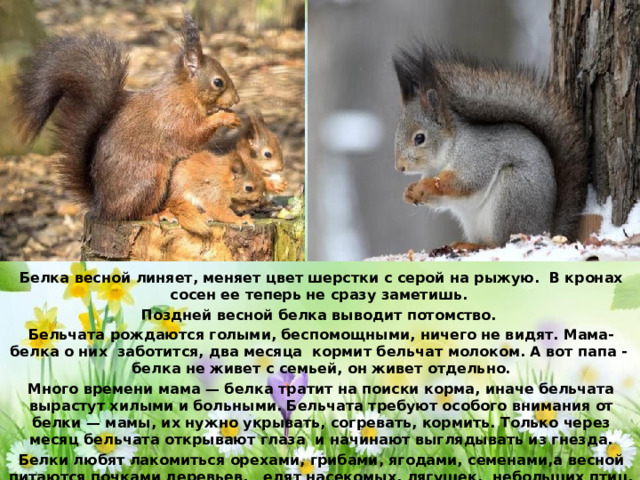 Белка весной линяет, меняет цвет шерстки с серой на рыжую. В кронах сосен ее теперь не сразу заметишь. Поздней весной белка выводит потомство. Бельчата рождаются голыми, беспомощными, ничего не видят. Мама-белка о них заботится, два месяца кормит бельчат молоком. А вот папа - белка не живет с семьей, он живет отдельно. Много времени мама — белка тратит на поиски корма, иначе бельчата вырастут хилыми и больными. Бельчата требуют особого внимания от белки — мамы, их нужно укрывать, согревать, кормить. Только через месяц бельчата открывают глаза и начинают выглядывать из гнезда. Белки любят лакомиться орехами, грибами, ягодами, семенами,а весной питаются почками деревьев, едят насекомых, лягушек, небольших птиц, бывает, разоряют гнезда и питаются яйцами птиц. 