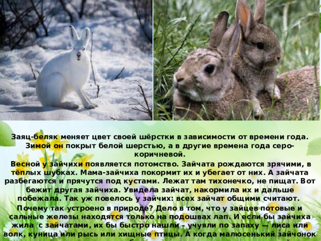 Заяц-беляк меняет цвет своей шёрстки в зависимости от времени года. Зимой он покрыт белой шерстью, а в другие времена года серо-коричневой.  Весной у зайчихи появляется потомство. Зайчата рождаются зрячими, в тёплых шубках. Мама-зайчиха покормит их и убегает от них. А зайчата разбегаются и прячутся под кустами. Лежат там тихонечко, не пищат. Вот бежит другая зайчиха. Увидела зайчат, накормила их и дальше побежала. Так уж повелось у зайчих: всех зайчат общими считают. Почему так устроено в природе? Дело в том, что у зайцев потовые и сальные железы находятся только на подошвах лап. И если бы зайчиха жила с зайчатами, их бы быстро нашли – учуяли по запаху — лиса или волк, куница или рысь или хищные птицы. А когда малюсенький зайчонок сидит под кустом и под себя лапки спрячет, то по запаху его найти невозможно. Получается, что убегая от зайчат, зайчиха их спасает. Через 8-9 дней у зайчат появятся зубы, а тут и травка появится, и они начнут питаться сами. 