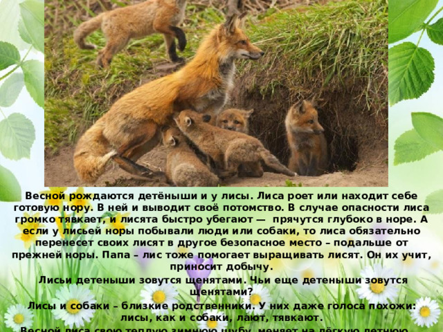 Весной рождаются детёныши и у лисы. Лиса роет или находит себе готовую нору. В ней и выводит своё потомство. В случае опасности лиса громко тявкает, и лисята быстро убегают — прячутся глубоко в норе. А если у лисьей норы побывали люди или собаки, то лиса обязательно перенесет своих лисят в другое безопасное место – подальше от прежней норы. Папа – лис тоже помогает выращивать лисят. Он их учит, приносит добычу.  Лисьи детеныши зовутся щенятами. Чьи еще детеныши зовутся щенятами? Лисы и собаки – близкие родственники. У них даже голоса похожи: лисы, как и собаки, лают, тявкают. Весной лиса свою теплую зимнюю шубу меняет на лёгкую летнюю. 