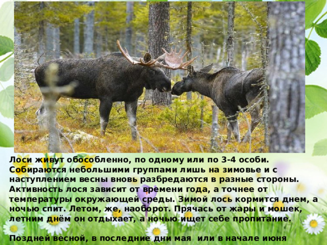 Лоси живут обособленно, по одному или по 3-4 особи. Собираются небольшими группами лишь на зимовье и с наступлением весны вновь разбредаются в разные стороны. Активность лося зависит от времени года, а точнее от температуры окружающей среды. Зимой лось кормится днем, а ночью спит. Летом, же, наоборот. Прячась от жары и мошек, летним днём он отдыхает, а ночью ищет себе пропитание.  Поздней весной, в последние дни мая или в начале июня лосиха рождает одного, реже двух лосят. Весят новорожденные в среднем 12-14 килограмм. 