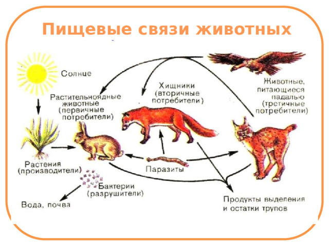 Пищевые связи животных 