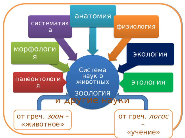 анатомия физиология систематика морфология экология Система наук о животных - ЗООЛОГИЯ палеонтология этология и другие науки от греч. логос – «учение» от греч. зоон – «животное»  