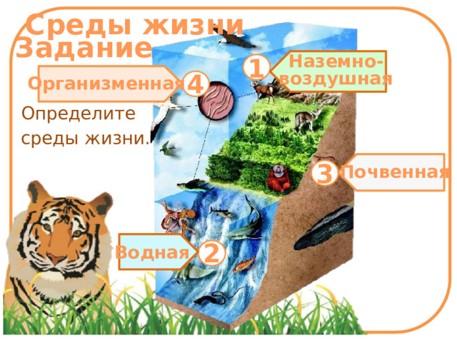 Среды жизни Задание 1 Наземно- воздушная 4 Организменная Определите среды жизни. 3 Почвенная 2 Водная 