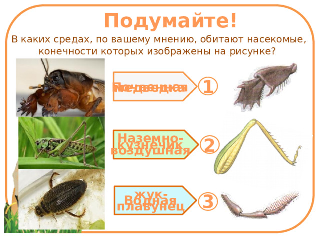 Подумайте! В каких средах, по вашему мнению, обитают насекомые, конечности которых изображены на рисунке? 1 Почвенная медведка Наземно- воздушная 2 кузнечик жук- плавунец 3 Водная 