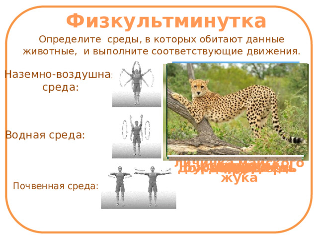 Физкультминутка Определите среды, в которых обитают данные животные, и выполните соответствующие движения. Наземно-воздушная среда: Водная среда: личинка майского жука головастик стриж бурый медведь дождевой червь медуза гепард крот Почвенная среда:  