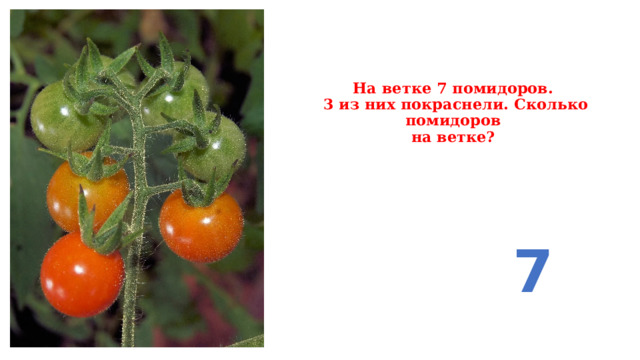 На ветке 7 помидоров.  3 из них покраснели. Сколько помидоров  на ветке? 7 