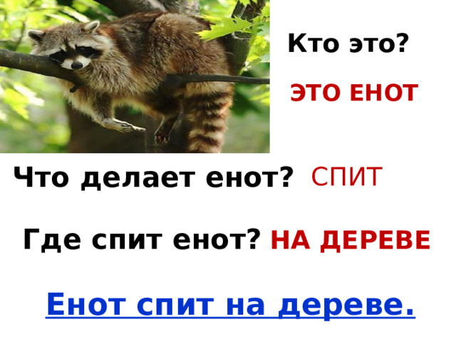 Кто это? ЭТО ЕНОТ Что делает енот? СПИТ Где спит енот? НА ДЕРЕВЕ Енот спит на дереве. 