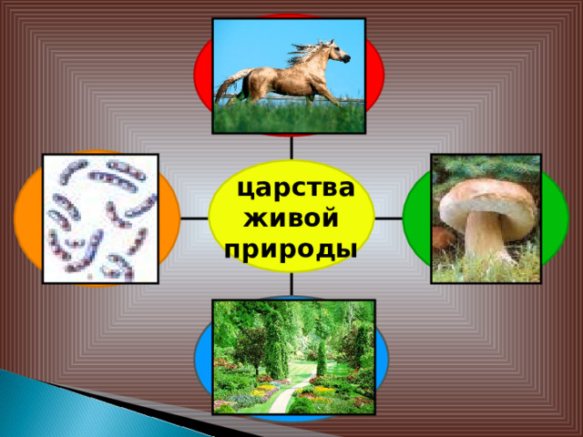  царства  живой природы 