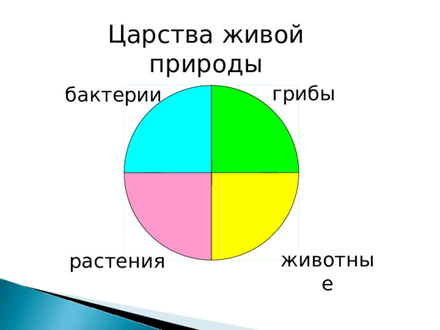 Царства живой природы грибы бактерии животные растения 