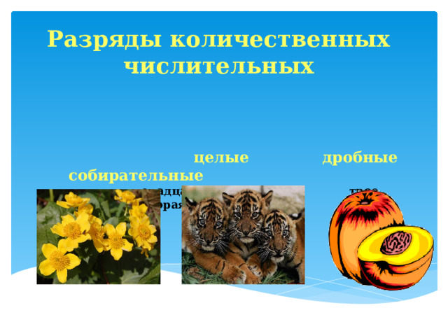  Разряды количественных числительных      целые дробные собирательные  двенадцать  трое одна вторая 