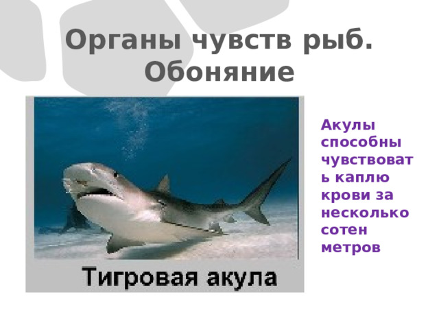 Органы чувств рыб. Обоняние Акулы способны чувствовать каплю крови за несколько сотен метров 