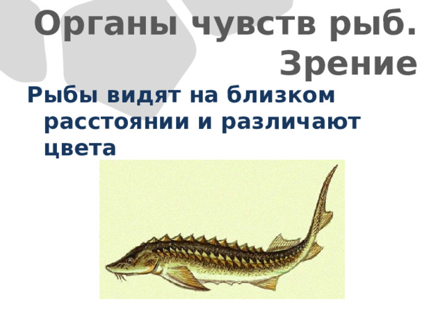 Органы чувств рыб. Зрение Рыбы видят на близком расстоянии и различают цвета 