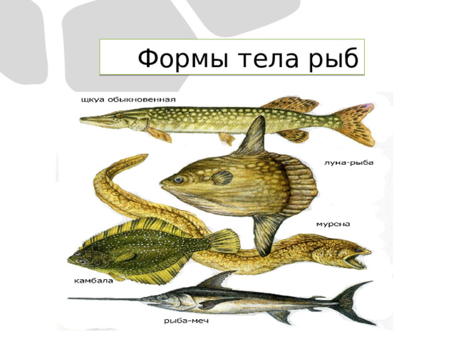 Формы тела рыб 