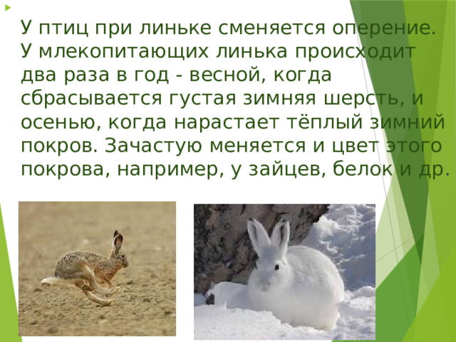  У птиц при линьке сменяется оперение.  У млекопитающих линька происходит два раза в год - весной, когда сбрасывается густая зимняя шерсть, и осенью, когда нарастает тёплый зимний покров. Зачастую меняется и цвет этого покрова, например, у зайцев, белок и др .   