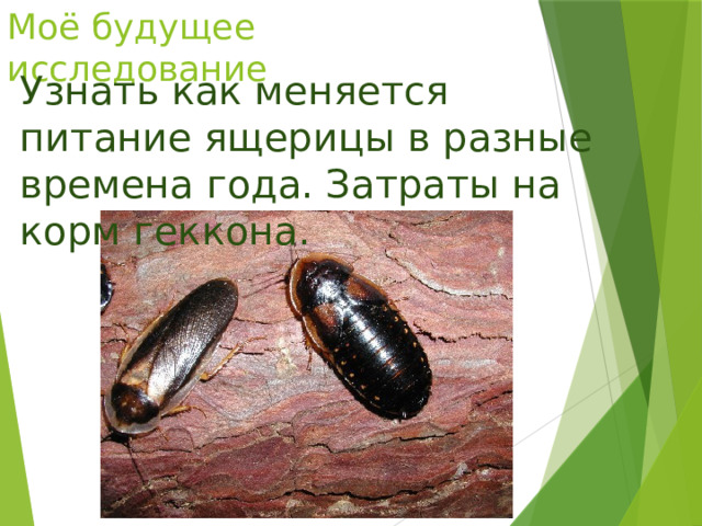 Моё будущее исследование Узнать как меняется питание ящерицы в разные времена года. Затраты на корм геккона. 