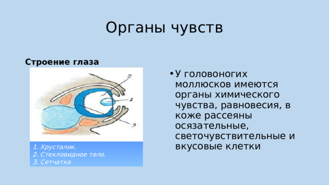 Органы чувств Строение глаза У головоногих моллюсков имеются органы химического чувства, равновесия, в коже рассеяны осязательные, светочувствительные и вкусовые клетки 1. Хрусталик. 2. Стекловидное тело. 3. Сетчатка 