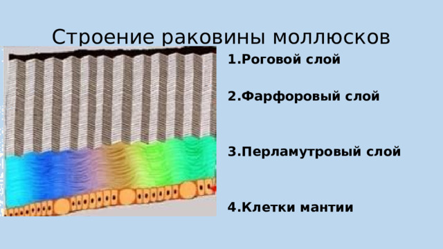 Строение раковины моллюсков Роговой слой  Фарфоровый слой   Перламутровый слой  Клетки мантии 