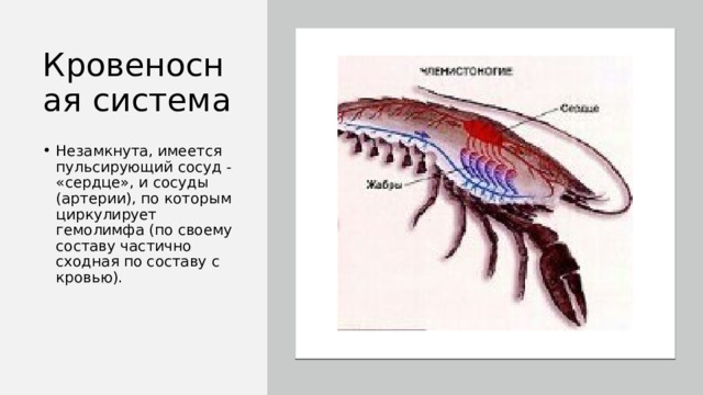 Кровеносная система Незамкнута, имеется пульсирующий сосуд - «сердце», и сосуды (артерии), по которым циркулирует гемолимфа (по своему составу частично сходная по составу с кровью). 