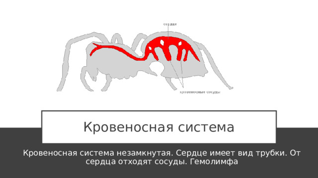 Кровеносная система Кровеносная система незамкнутая. Сердце имеет вид трубки. От сердца отходят сосуды. Гемолимфа 