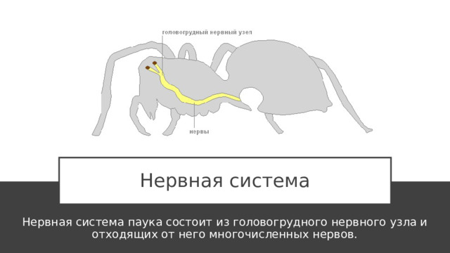 Нервная система Нервная система паука состоит из головогрудного нервного узла и отходящих от него многочисленных нервов. 
