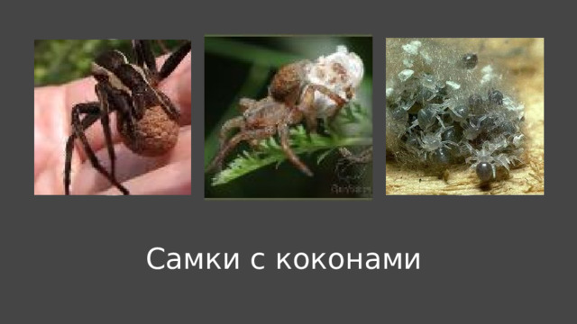 Самки с коконами 