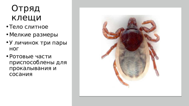 Отряд клещи Тело слитное Мелкие размеры У личинок три пары ног Ротовые части приспособлены для прокалывания и сосания 