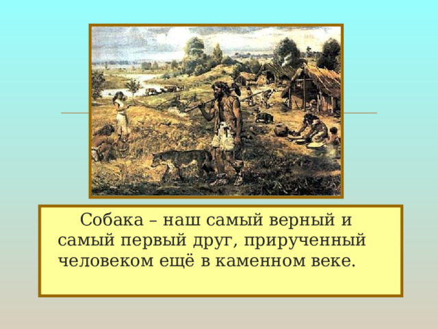   Собака – наш самый верный и самый первый друг, прирученный человеком ещё в каменном веке. 