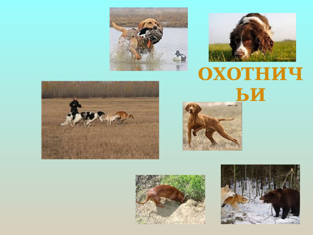 ОХОТНИЧЬИ 