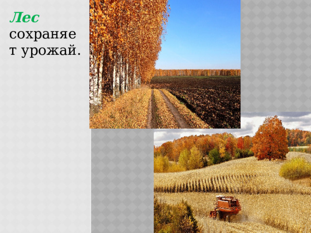 Лес сохраняет урожай. 