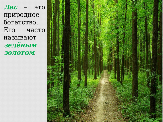 Лес – это природное богатство. Его часто называют зелёным золотом . 