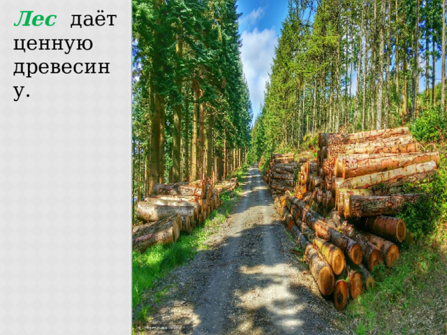 Лес даёт ценную древесину. 