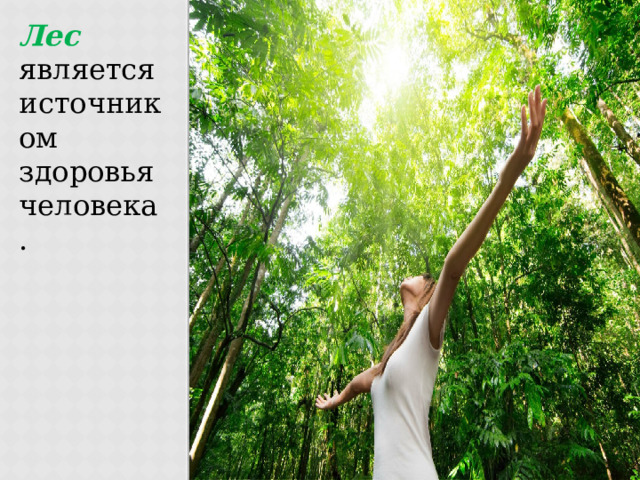 Лес является источником здоровья человека. 