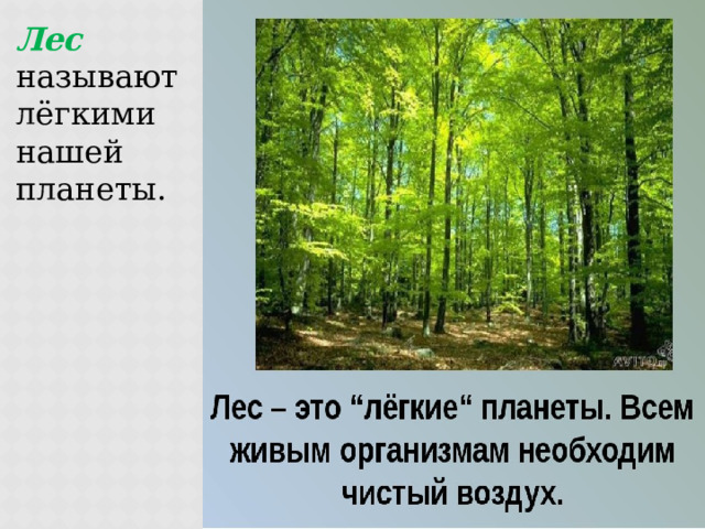 Лес называют лёгкими нашей планеты. 